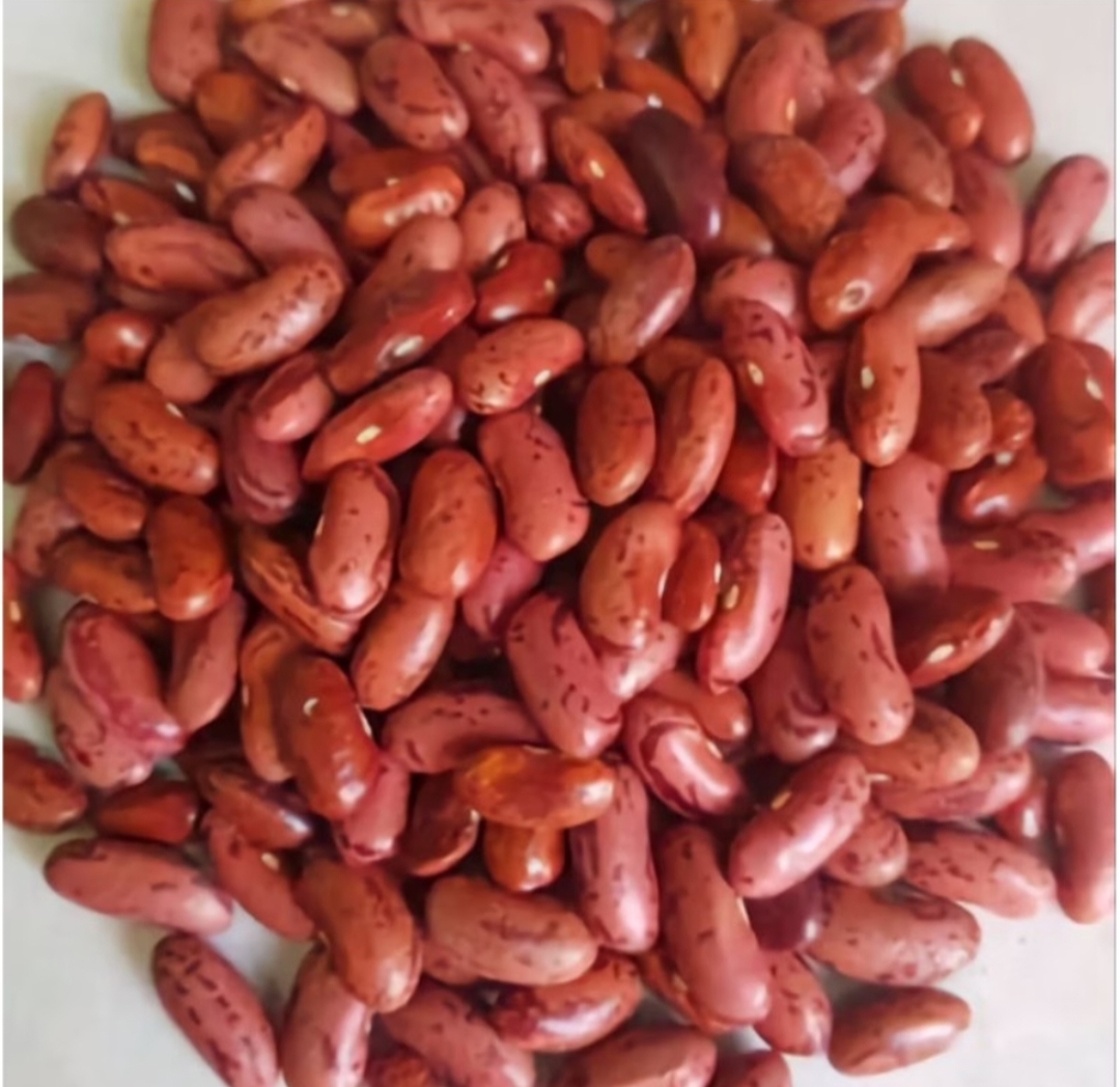Kacang Merah Premium