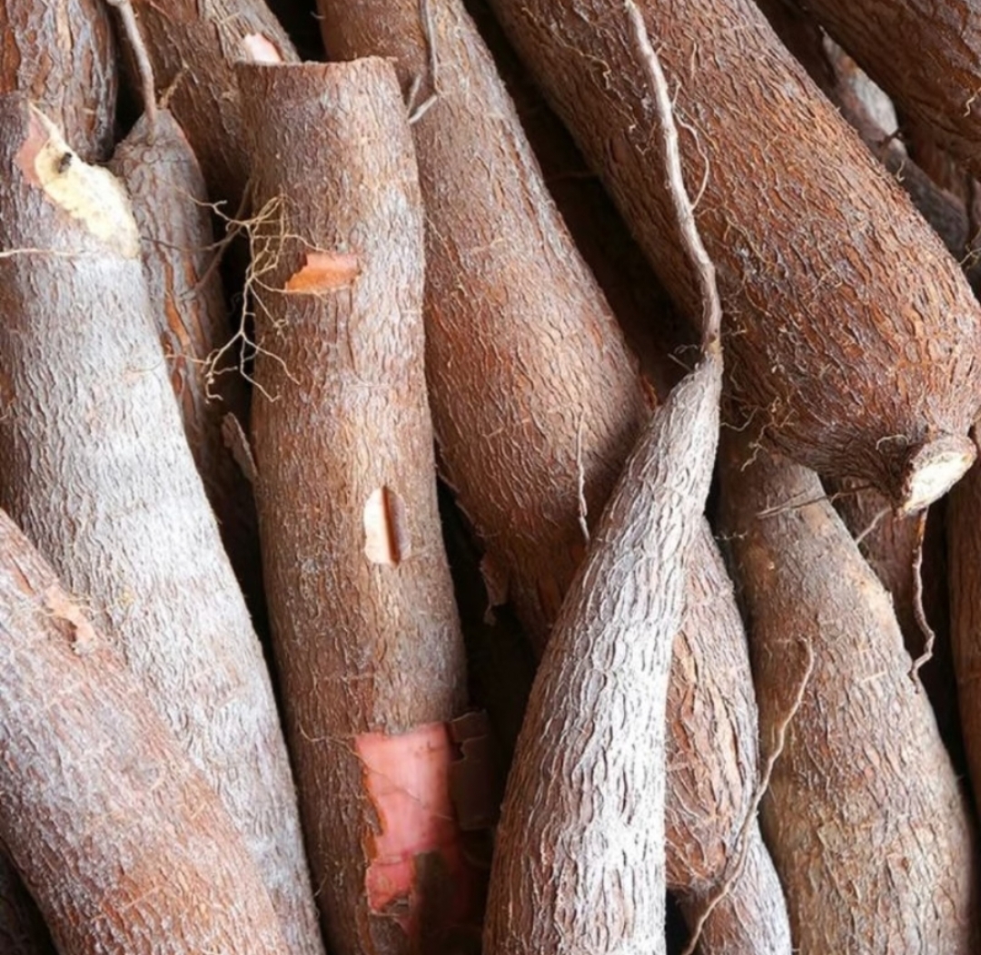 Singkong Cabut